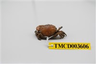 藏品(牧氏毛粒蟹)的圖片